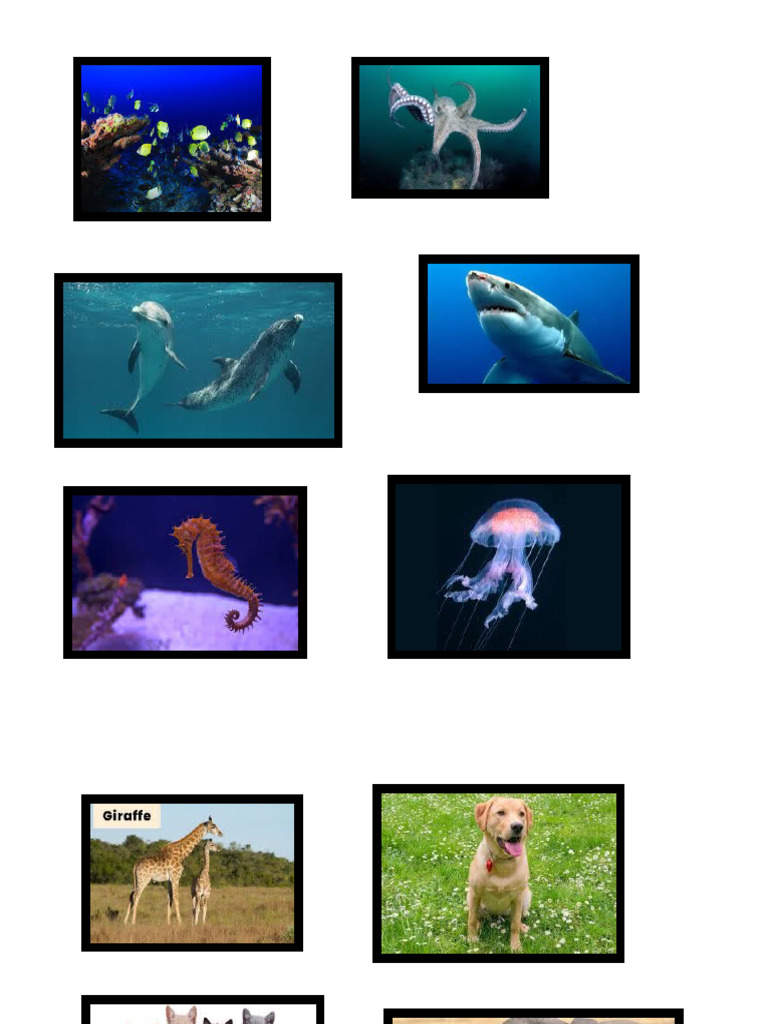 Animals-and-their-Habitats | PDF