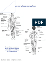 (PDF) Meridiano Muscular
