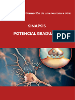 Sinapsis y Potencial Graduado