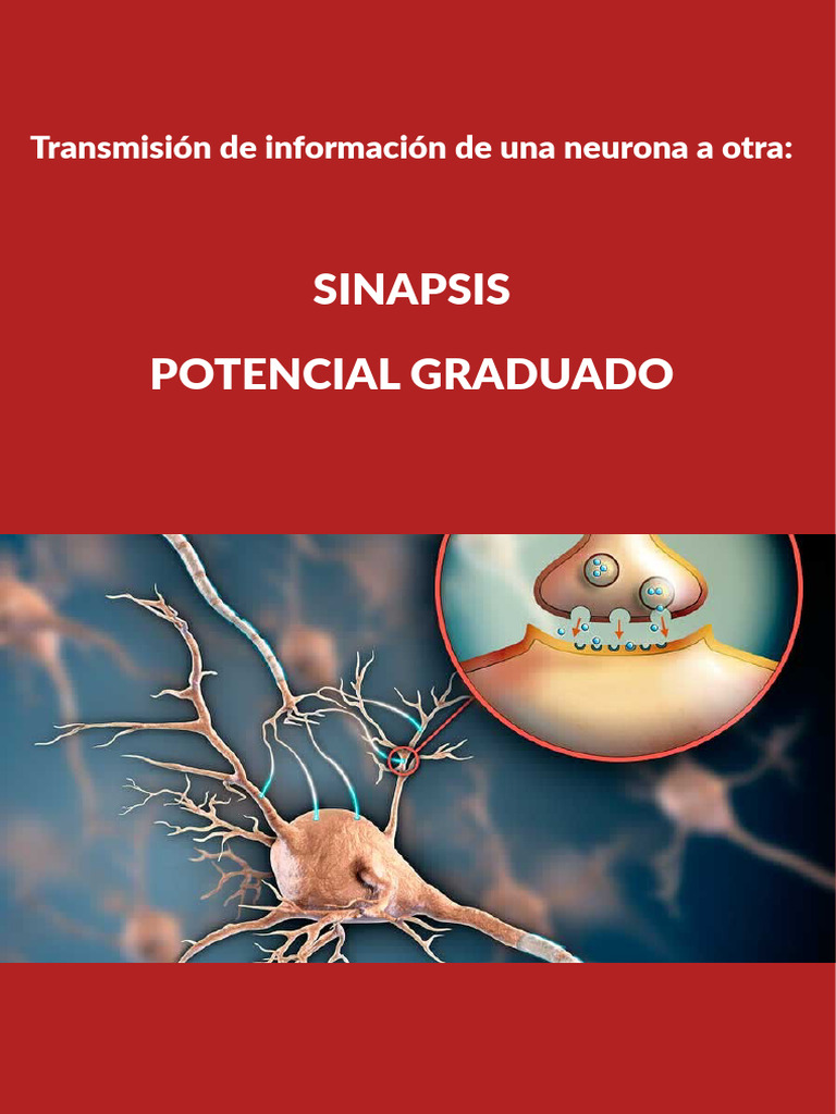Sinapsis y Potenciales Graduados Neurales | PDF | Sinapsis | Canal de iones