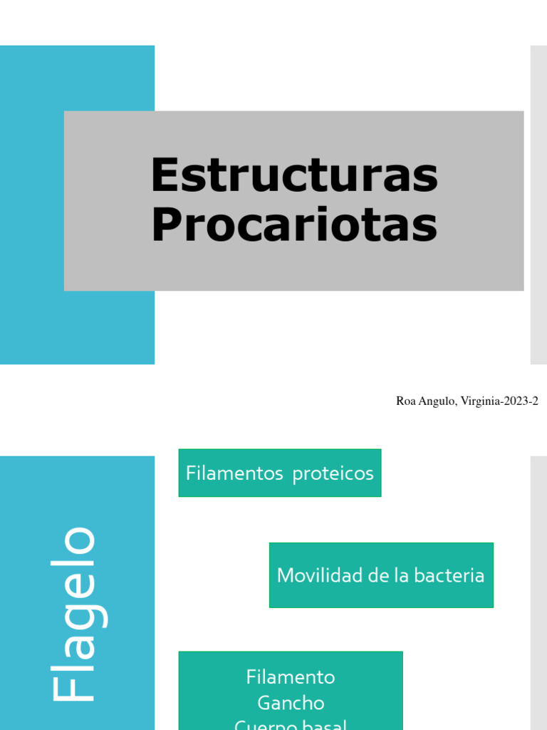Estructuras Procariotas | PDF | Espora | Las bacterias