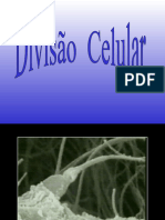 Divisão Celular - 2