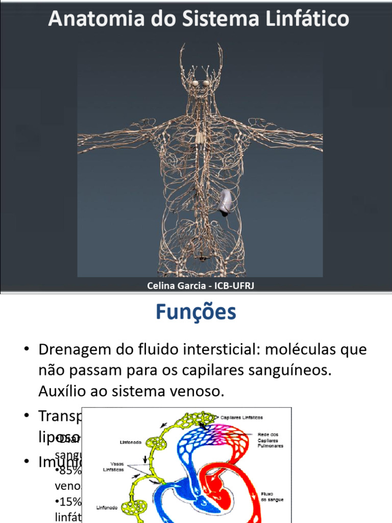Anatomia Do Sistema Linfático Pdf