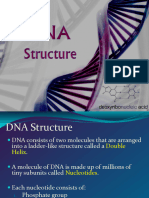 07 - DNA Structure