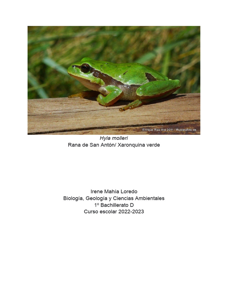 Rana de San Antón: Biología y Conservación | PDF | Respiración ...