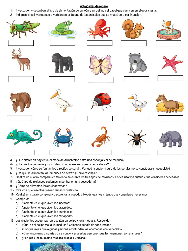 Reino Animal Actividades de Repaso | PDF | Pescado | Zoología