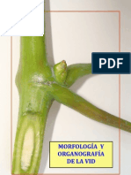Morfologia y Organografia de La Vid