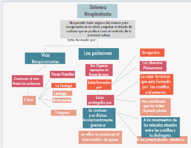 Mapa Conceptual Sistema Circulatorio Pdf