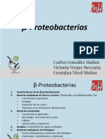 Beta Proteobacterias