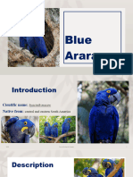 Blue Arara