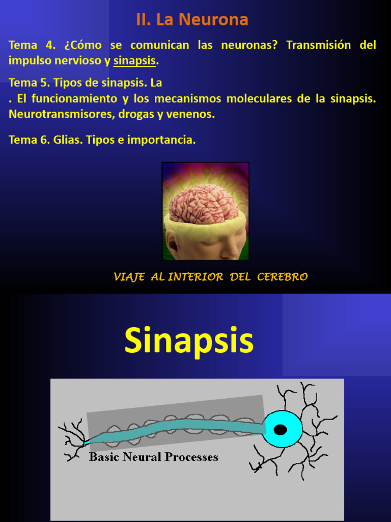 T4,5y6 TRANSMISIÓN, SINAPSIS Y GLIAS | PDF | Sinapsis | Neurotransmisor