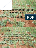 Daños Ocasionados Por Malezas