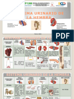 Anatomia de La Hembra