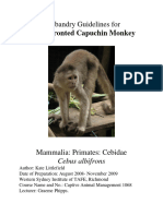 Mammals. White Fronted Capuchin Monkey 2009KL
