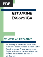 Estuarine Ecosystem