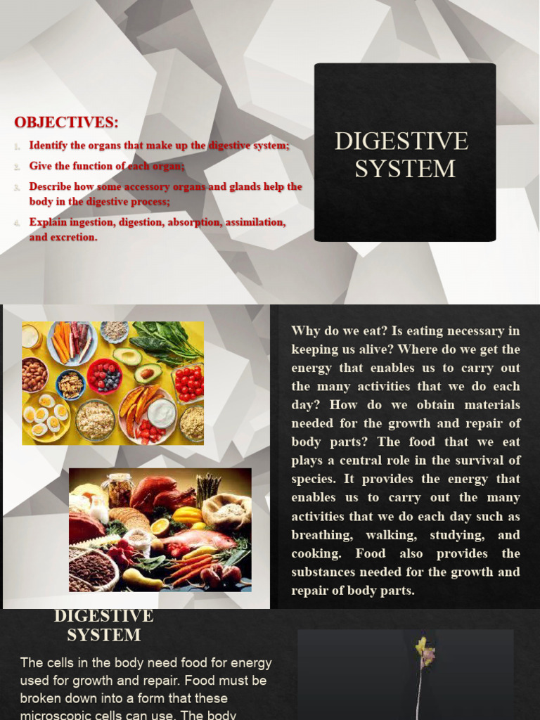 Digestive System | PDF | Small Intestine | Digestion