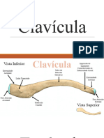 Anatomia