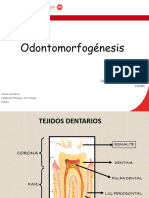 Odontomorfogenesis y Esmalte