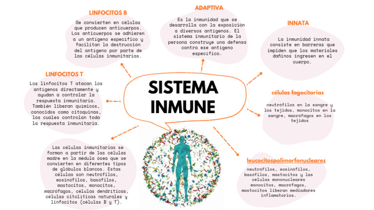 Sistema Inmune | PDF | Sistema inmune | Sistema inmune innato