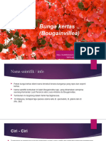 Bunga Kertas (Bougainvillea)