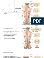 2 Medula Espinal