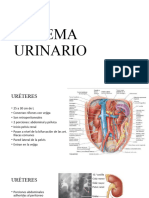 UTI ANATOMIA Ureteres, Veija