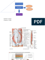 UTI ANATOMIA Reproductor Masculino 2