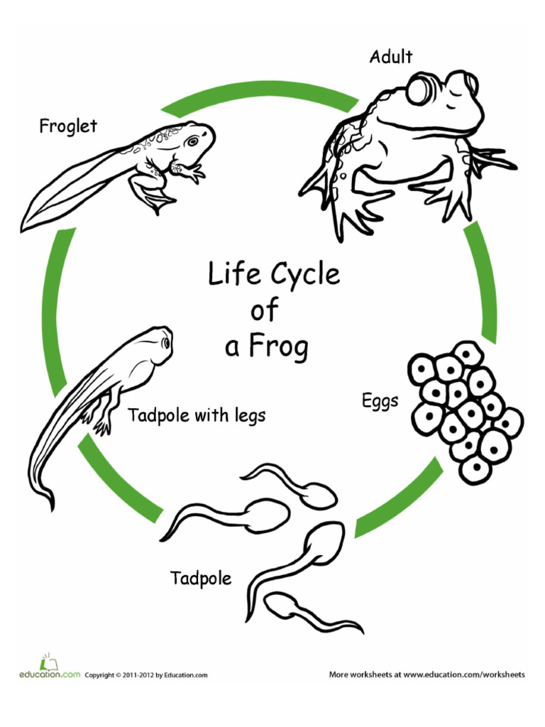 Color Life Cycle 7 | PDF