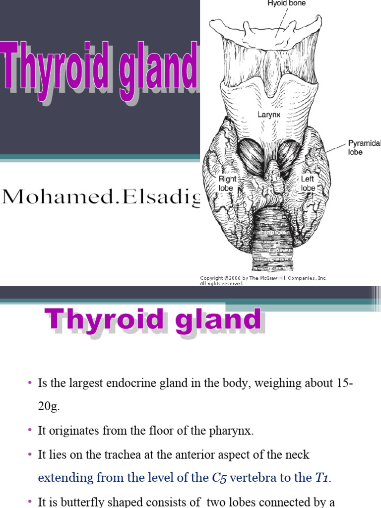 The Thyroid Gland Pdf Thyroid Thyroid Stimulating Hormone