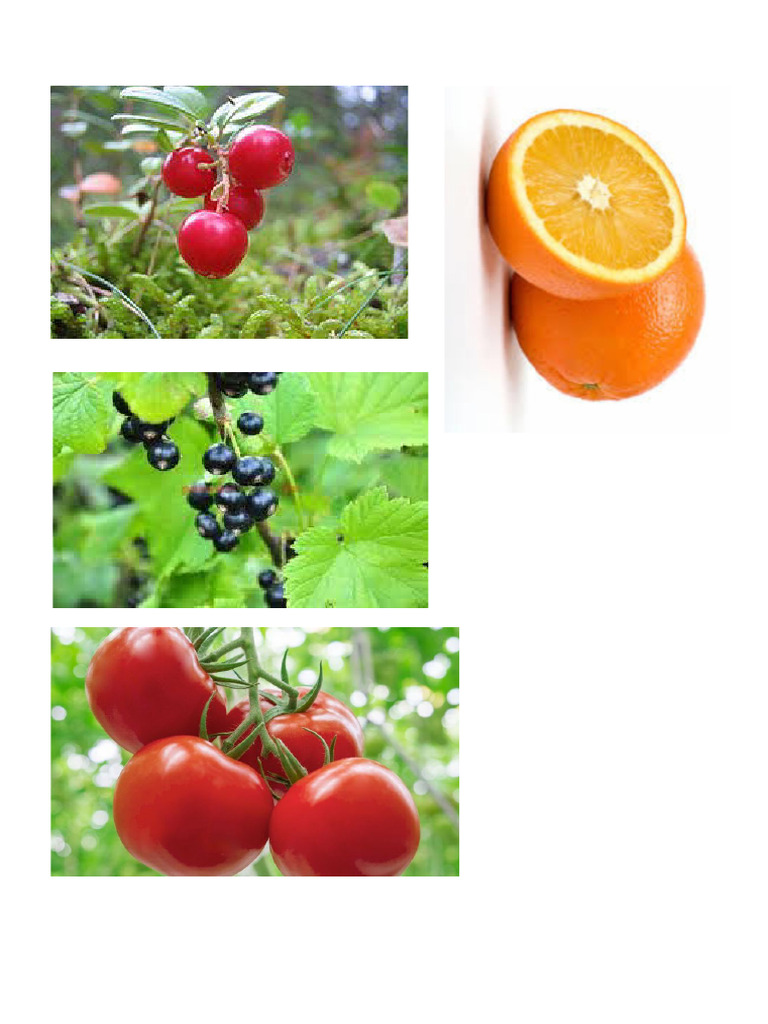 fructe | PDF