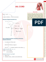 Spinal Cord