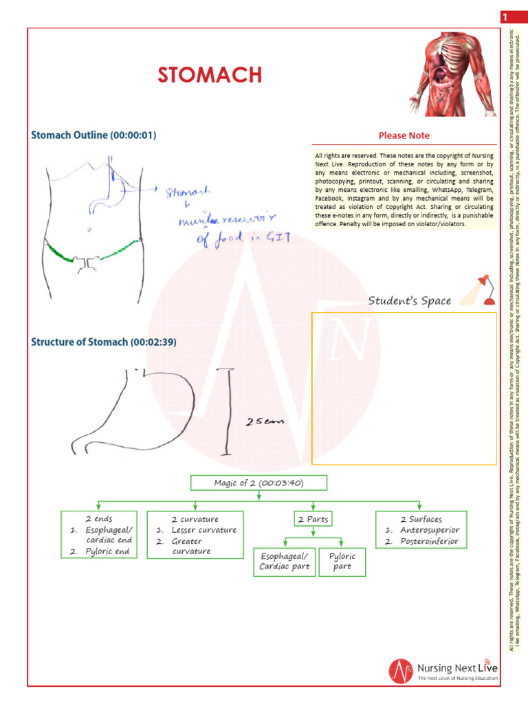STOMACH LOCATION FUNCTION AND ASSOCIATED DISEASES visual data 2