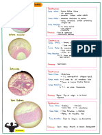 Practico Final Histologia 2