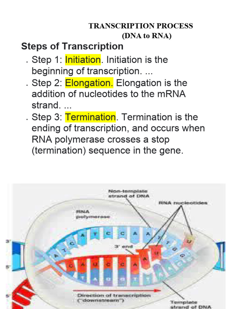 Transcription & Translation-G10 | PDF | Science & Mathematics