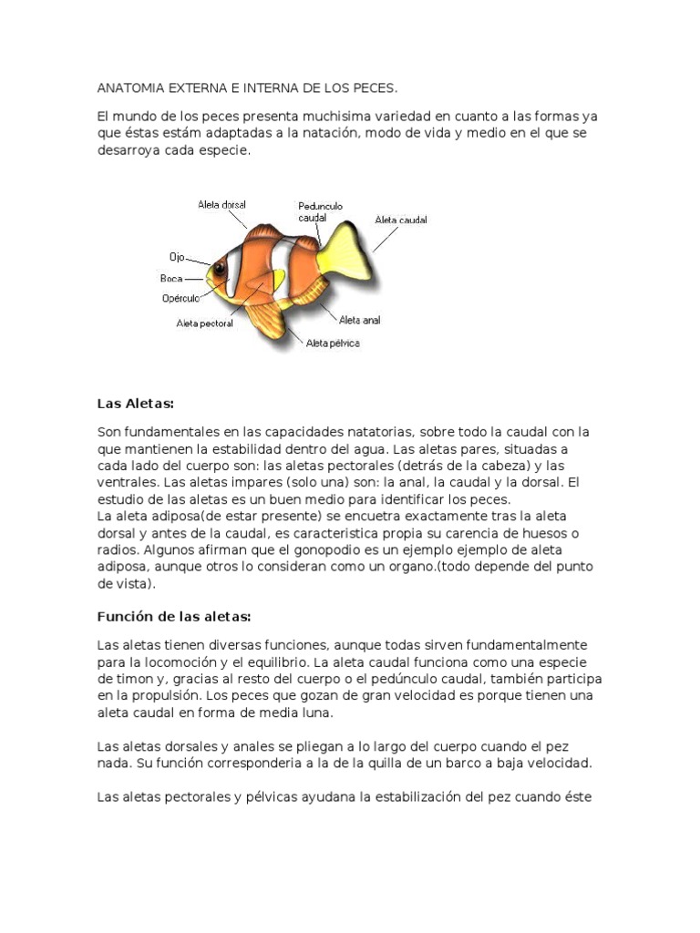 Peces cartilaginosos y oseos | PDF, image size:768x1024