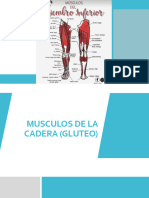 Musculos Mmii