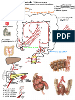 Anatomía Del Intestino Grueso