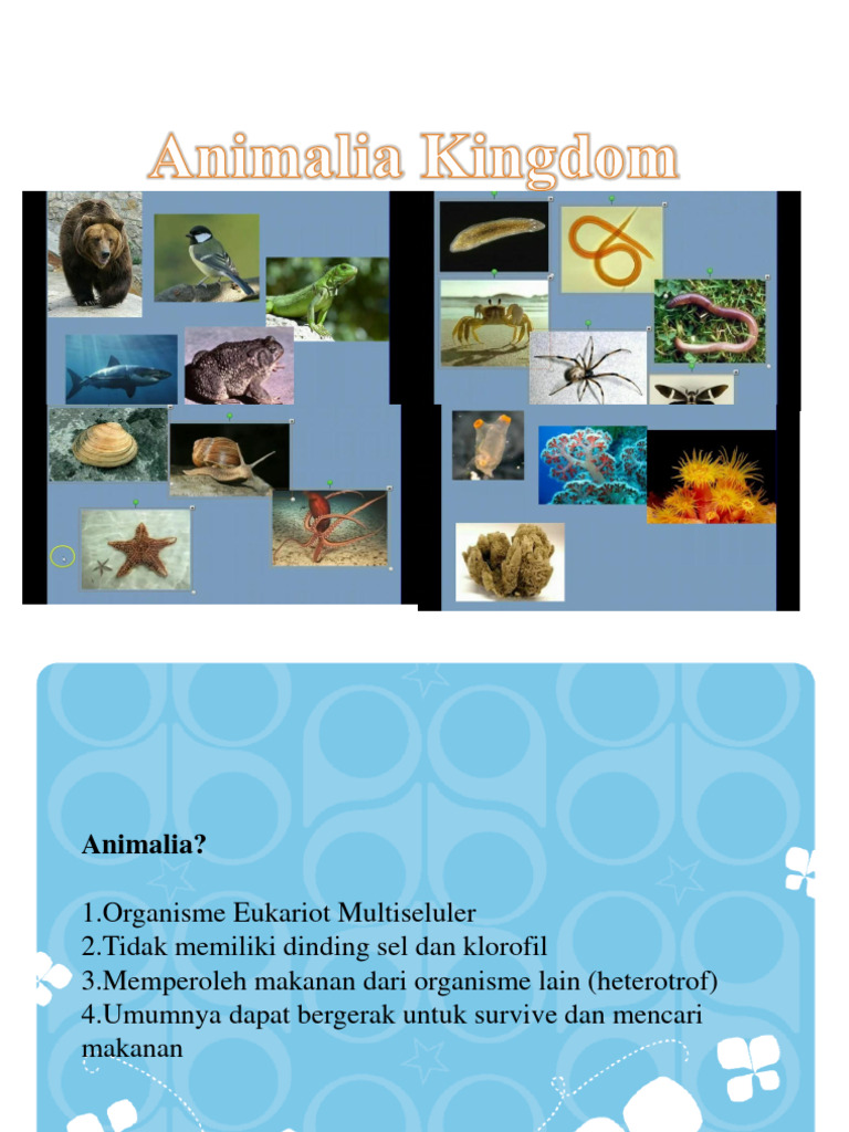 Ciri dan Klasifikasi Hewan Animalia | PDF | Griya & Taman | Kesehatan ...