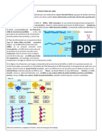 Estructura Del Arn