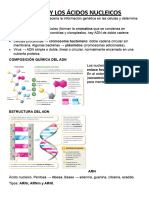 El Adn y Los Ácidos Nubleicos