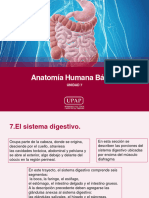 Unidad Vii - Presentación - Nivelación Anatomía Básica