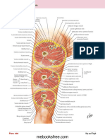 Transverse-Gambar Anatomii