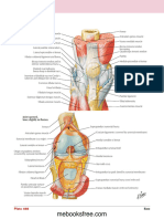 Liiggamentum Gennuu-Gambar Anatomii