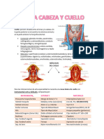 4 - Cabeza y Cuello