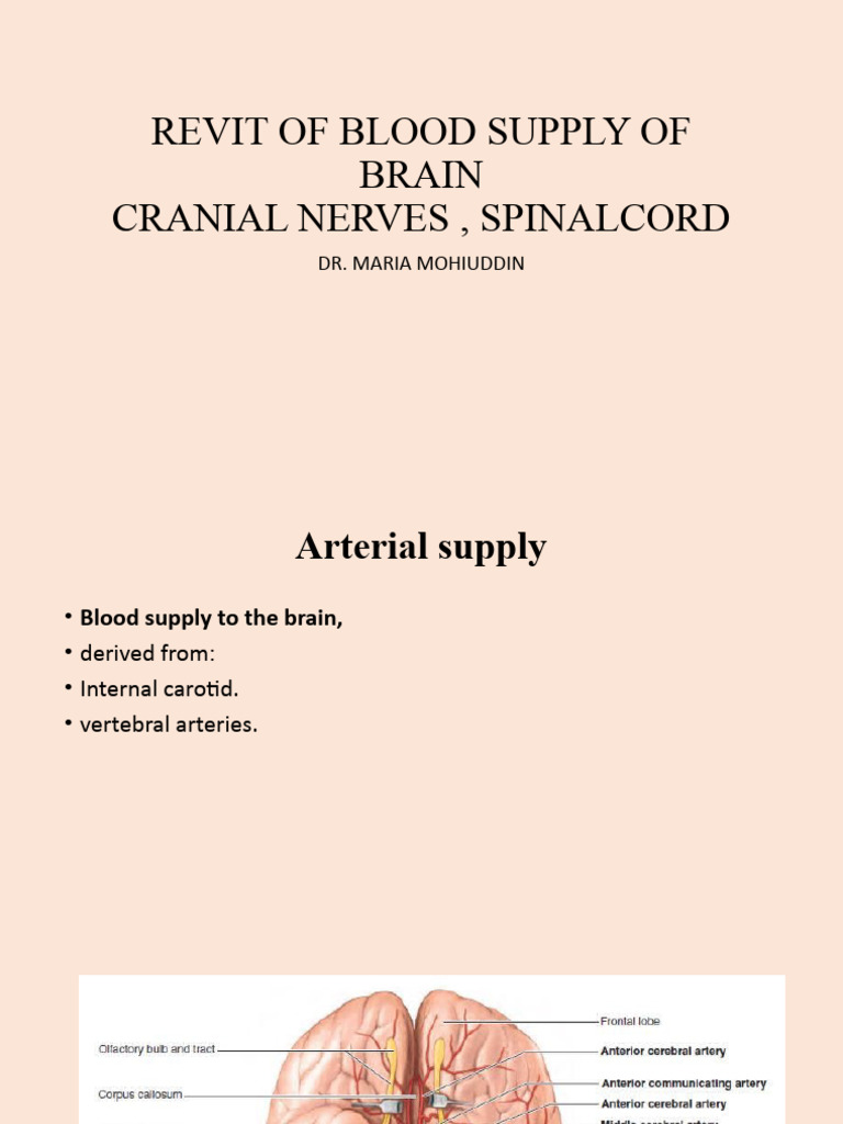 Brain Blood Supply & Cranial Nerves | PDF | Spinal Cord | Common ...