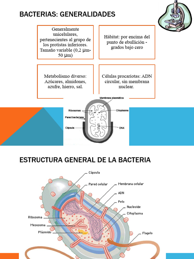 Estructura y Clasificación de Bacterias | PDF | Las bacterias ...