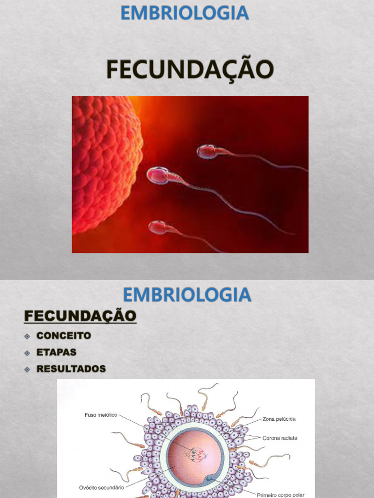 Fecundação | PDF