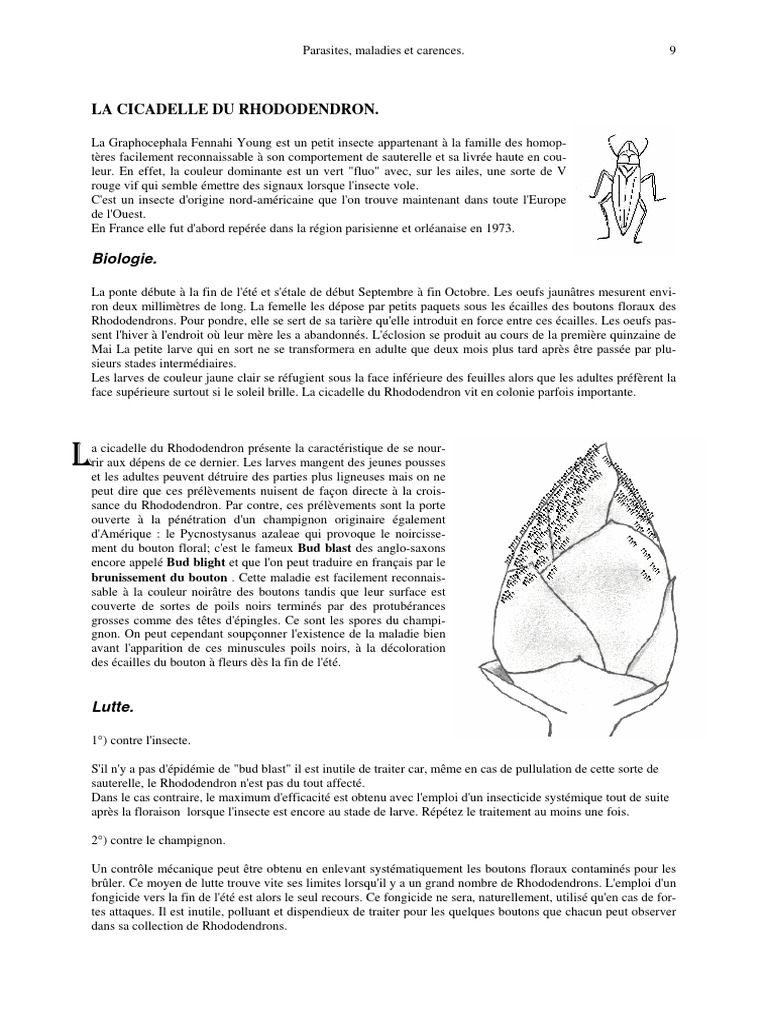 Cicadelle du Rhododendron : Biologie et Lutte | PDF | Insectes ...