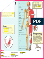 Le Squelette: Les Tendons