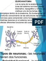 Neurofisiologia Clase 04